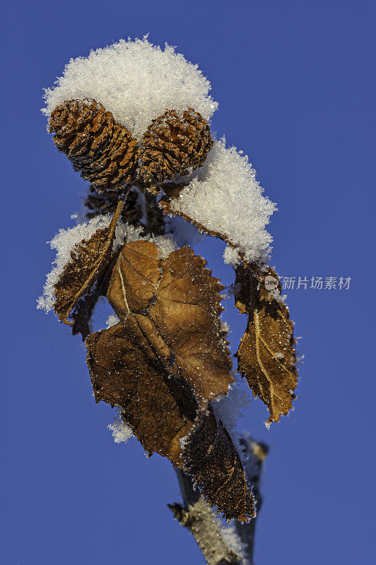 绿桤木，Alnus alnobetula，是一种常见的树广泛分布在阿拉斯加的大部分。Coldfoot,阿拉斯加。桦木科。